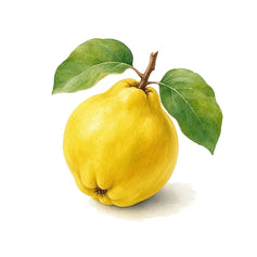 Quince - 香水 - TheFirstScent - Hong Kong