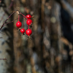 Red Berries