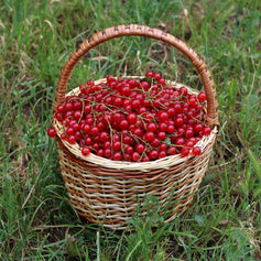 Red Currant