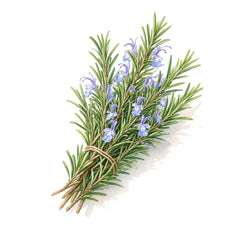 Rosemary - 香水 - TheFirstScent - Hong Kong