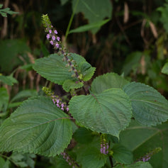 Shiso