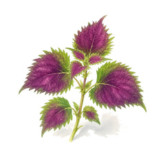Shiso