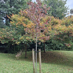 Styrax