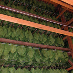 Tobacco