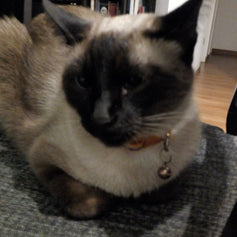 Toffee