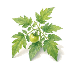 Tomato Leaf