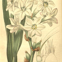 Tuberose