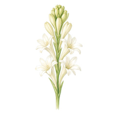 Tuberose