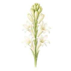Tuberose - 香水 - TheFirstScent - Hong Kong