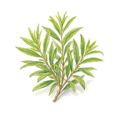 Verbena