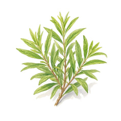 Verbena