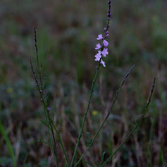 Verbena - 香水 - TheFirstScent - Hong Kong