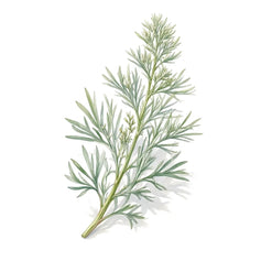 Wormwood