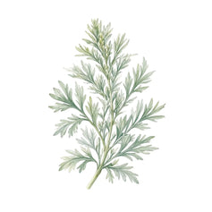 Artemisia