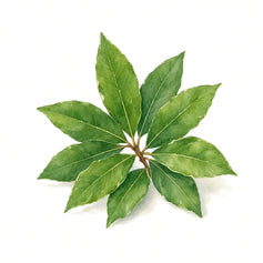 Bay Leaf