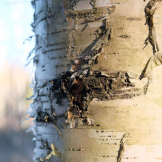 Birch
