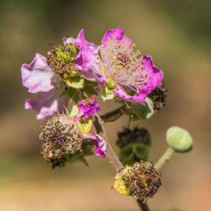 Blackberry