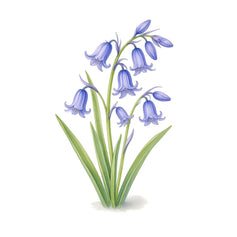 Bluebell