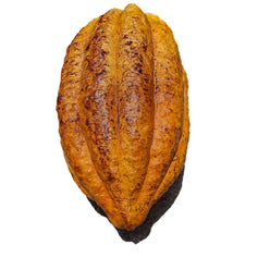 Cacao