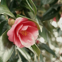 Camellia