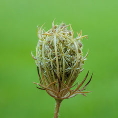Carrot Seed