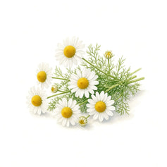 Chamomile