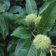 Chestnut
