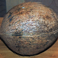 Coconut