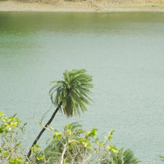Coconut Water
