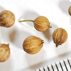Coriander