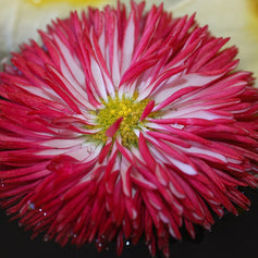 Daisy