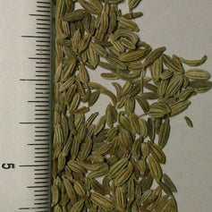 Fennel