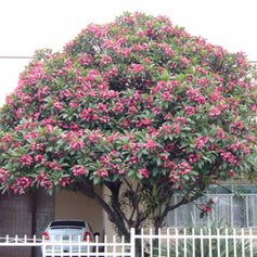 Frangipani