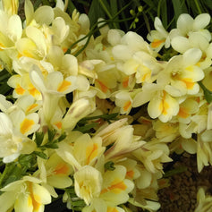 Freesia