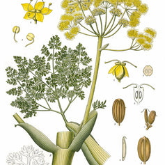Galbanum