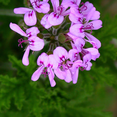Geranium
