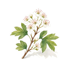 Hawthorn