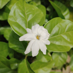 Hedione