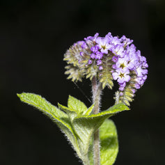 Heliotrope