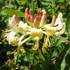 Honeysuckle