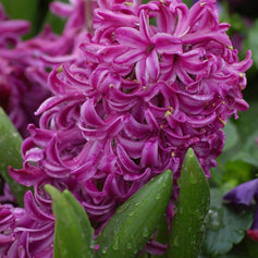 Hyacinth