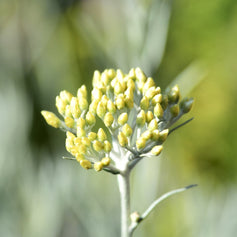 Immortelle