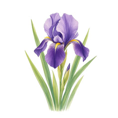 Iris