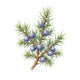Juniper