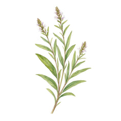 Lemon Verbena