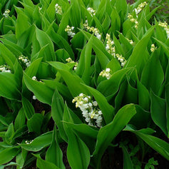 Lily-of-the-Valley