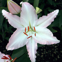 Lily