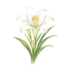Lily