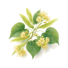 Linden Blossom