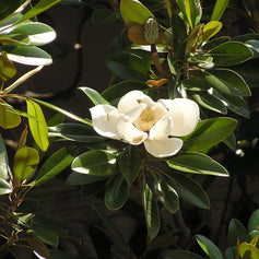 Magnolia